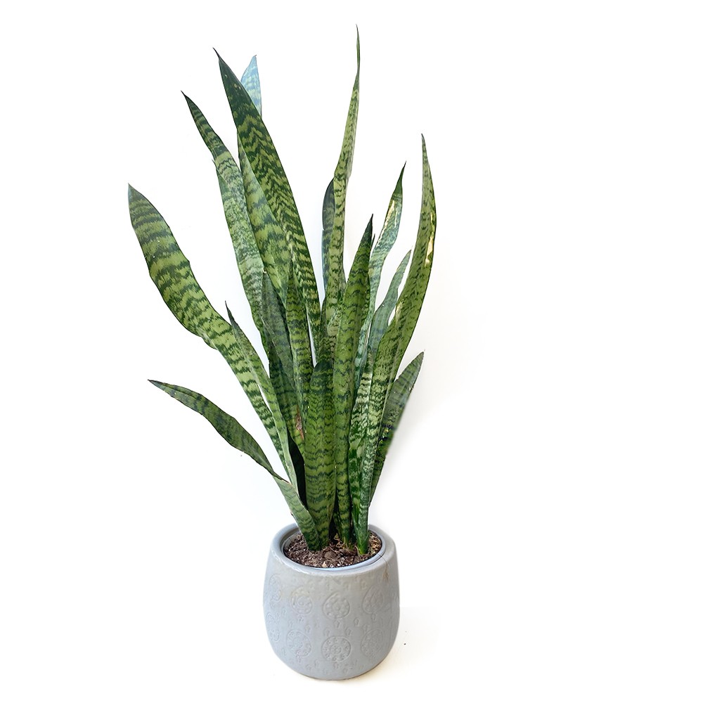 Sansevieria Zeylanica o Lingua di Suocera