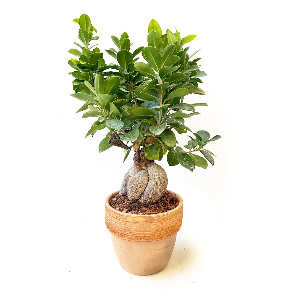 Bonsai ficus ginseng