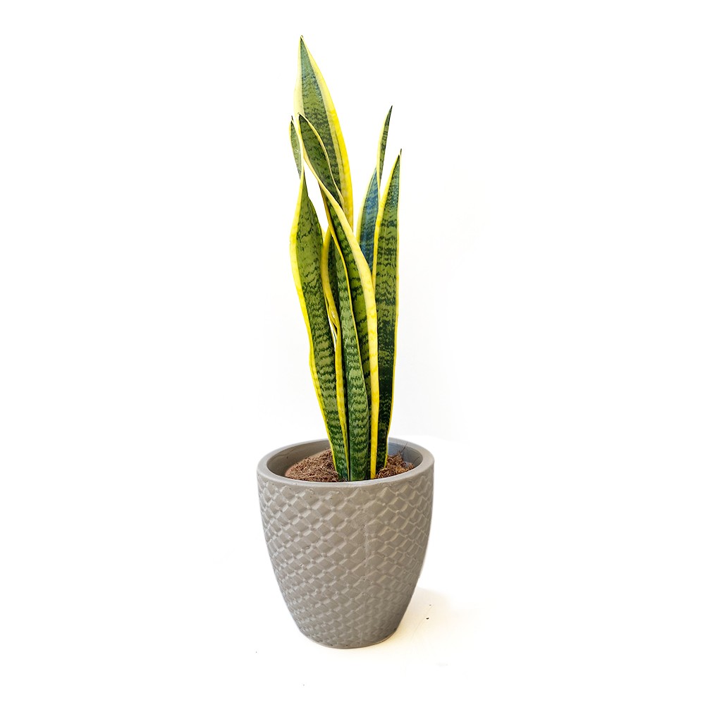 Agave Sansevieria