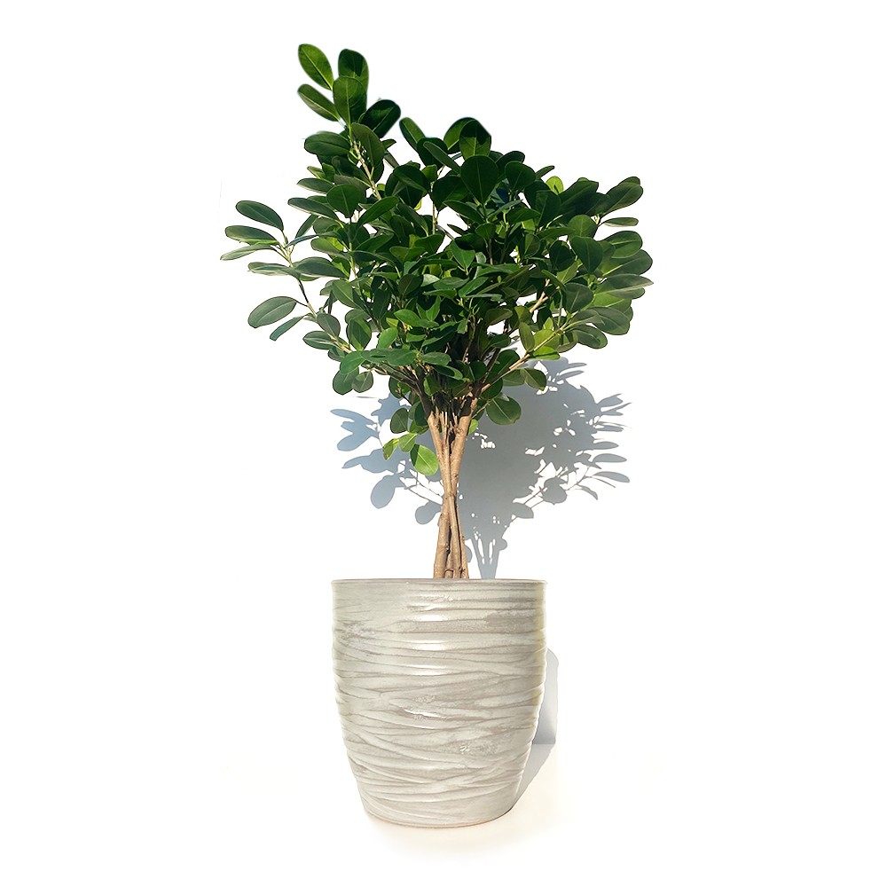 Ficus microcarpa Moclame