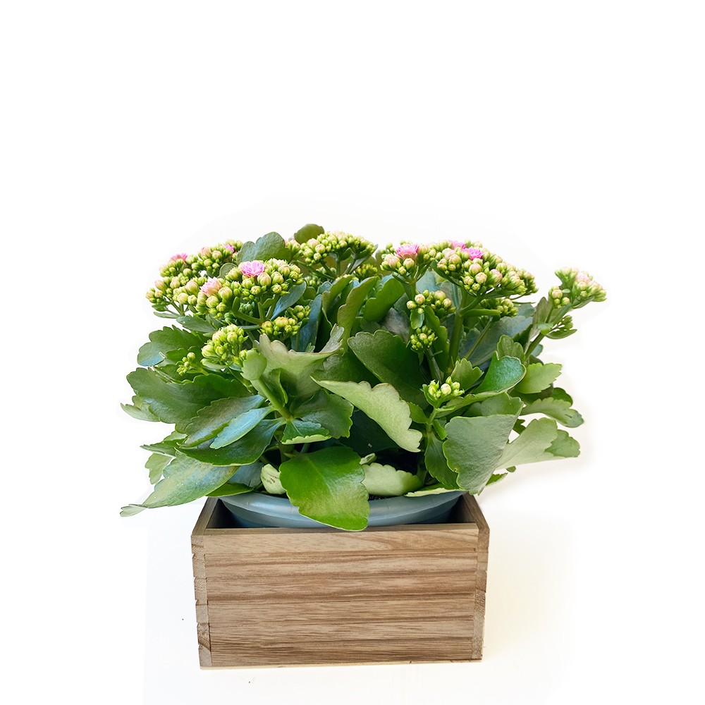 Kalanchoe pianta grassa in ciotola
