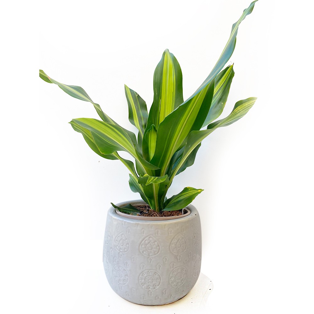 Dracena massangeana