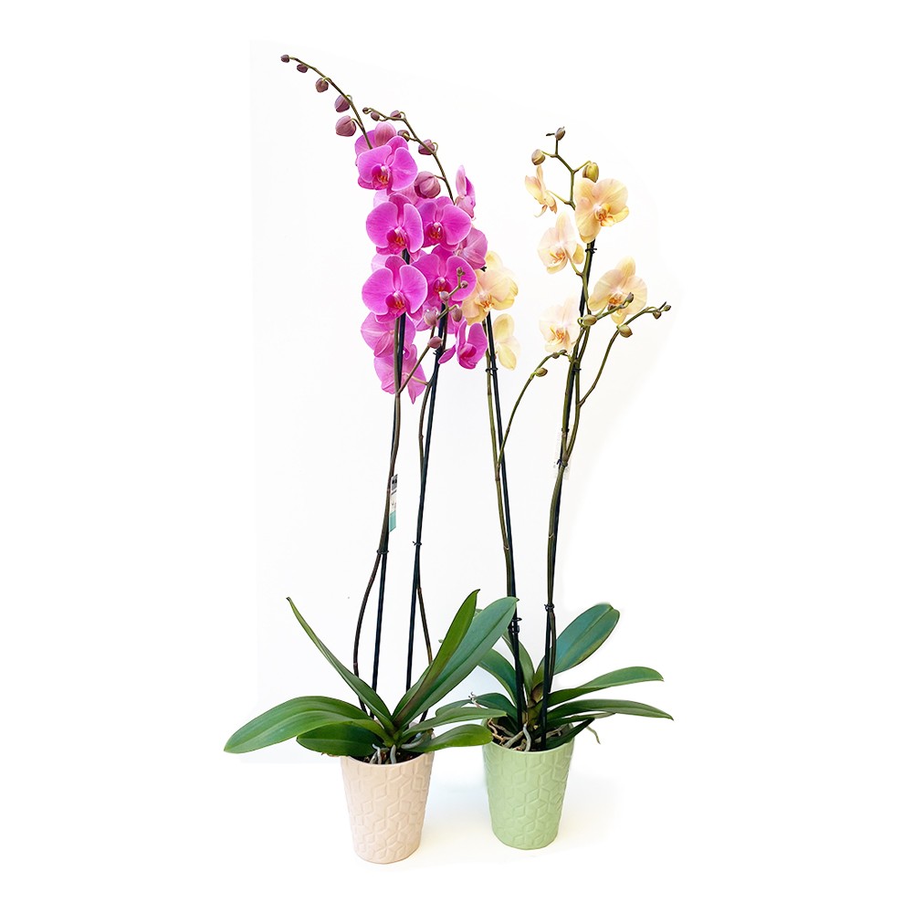 Orchidea Phalaenopsis amabilis