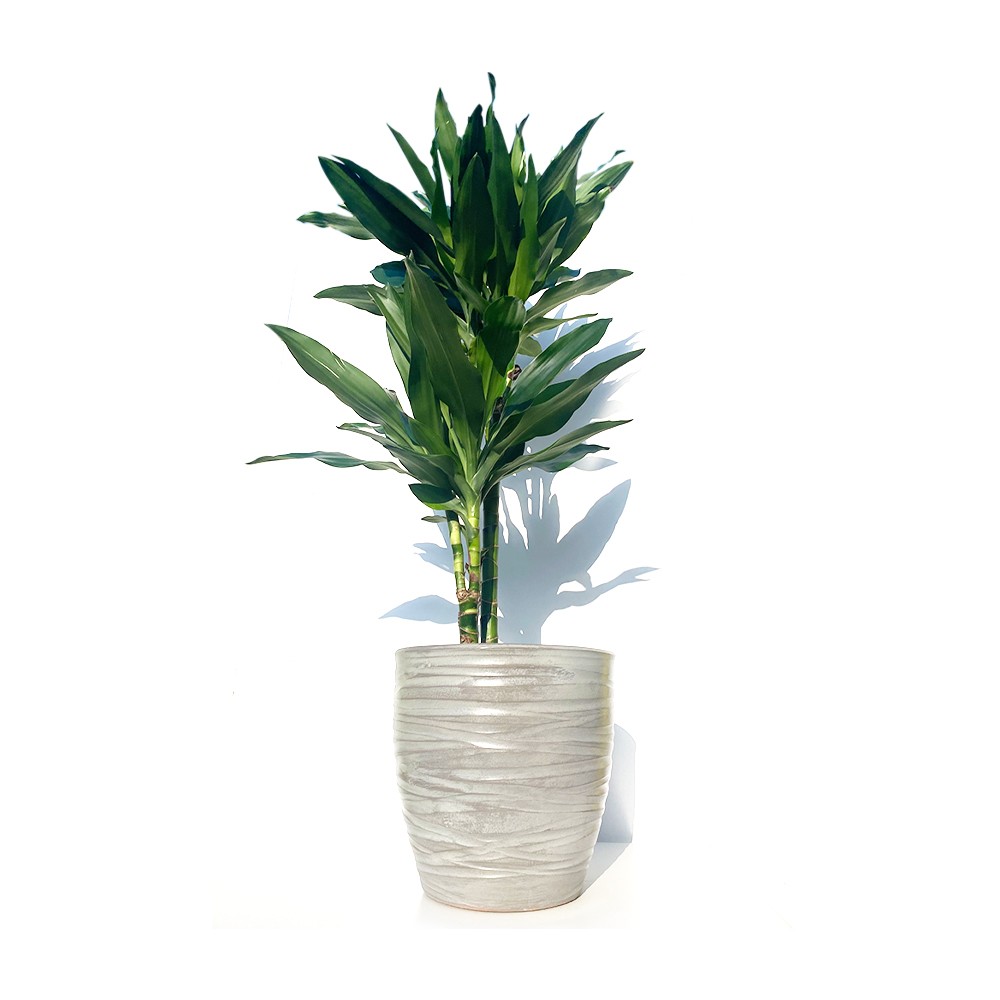 Dracena Afrikansk