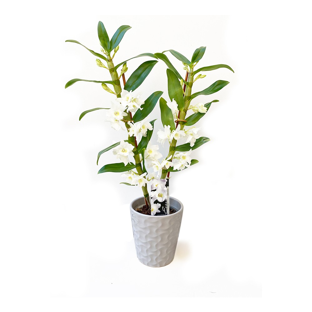 Dendrobium