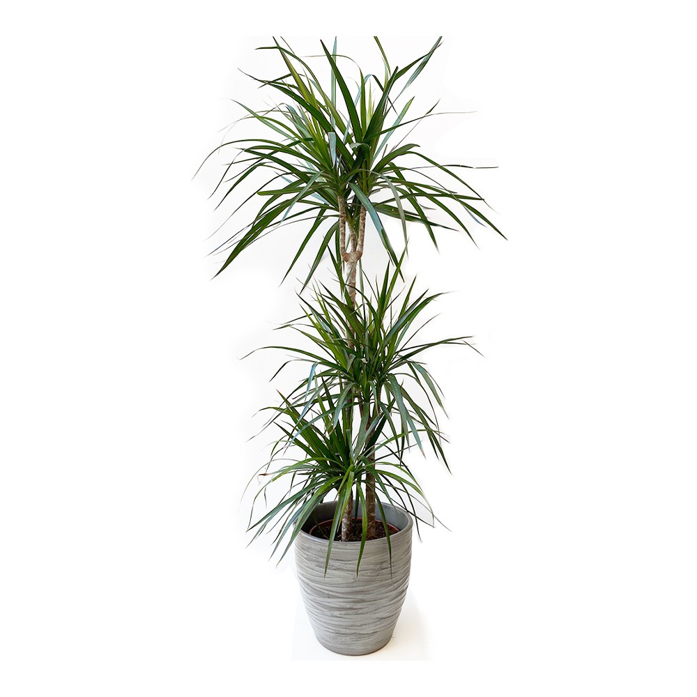 Dracaena Marginata
