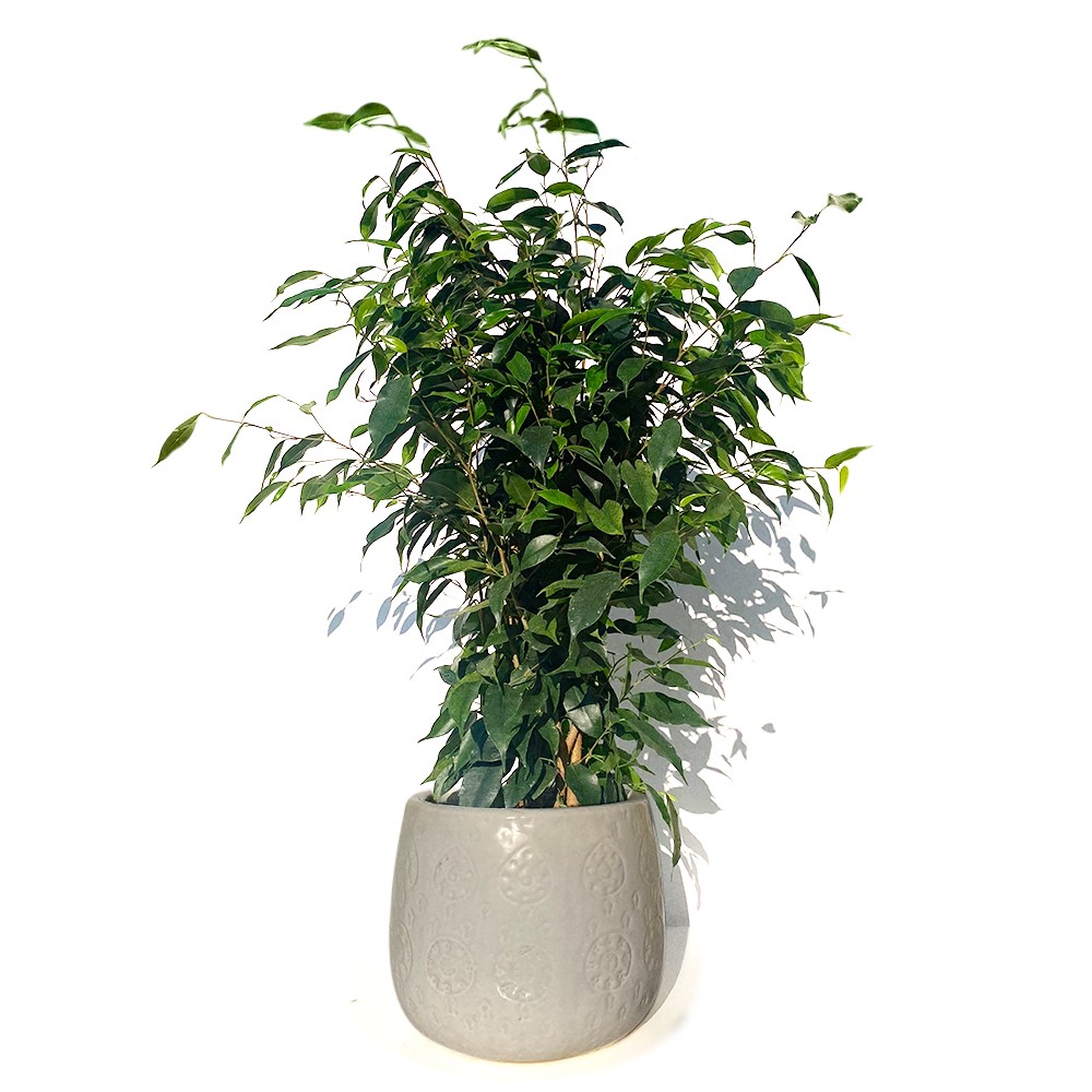 Ficus Benjamin
