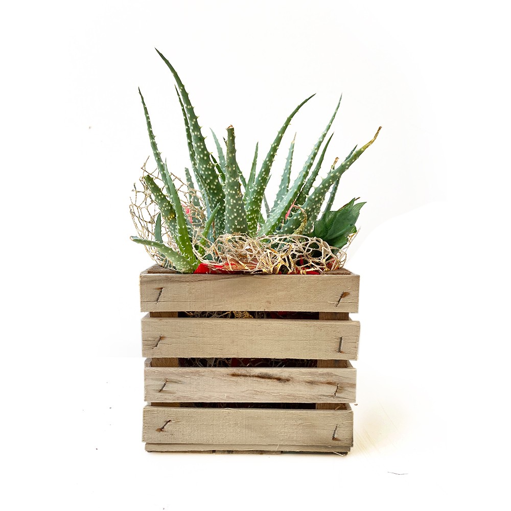 Pianta di Aloe