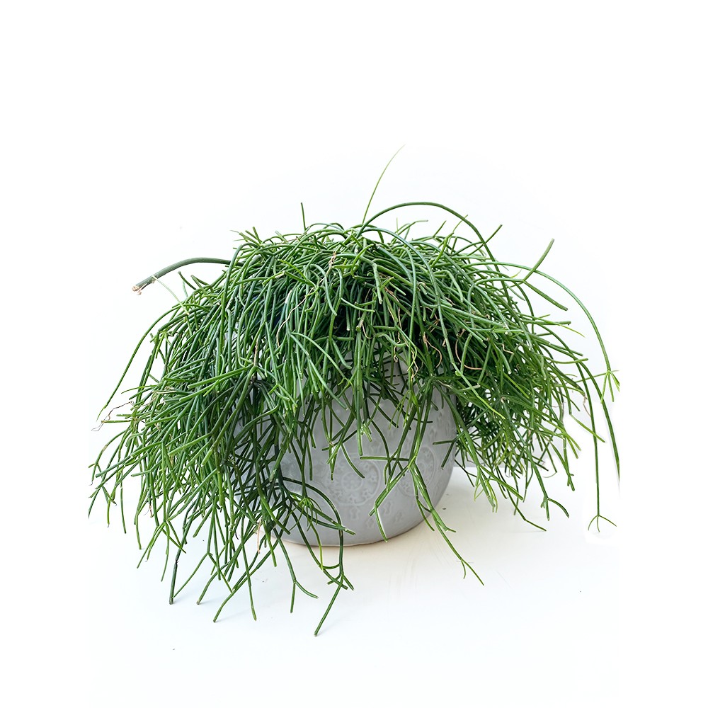 Rhipsalis Kirbergii