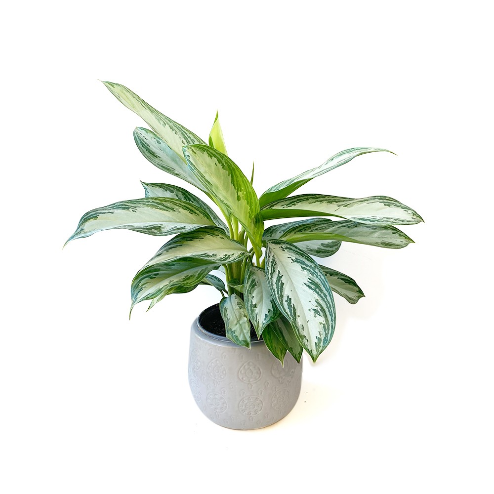 Aglaonema